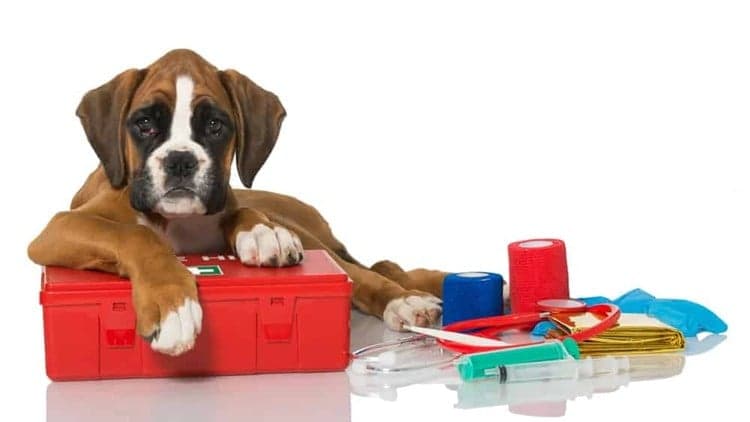 Primeiros Socorros para Cães e Gatos